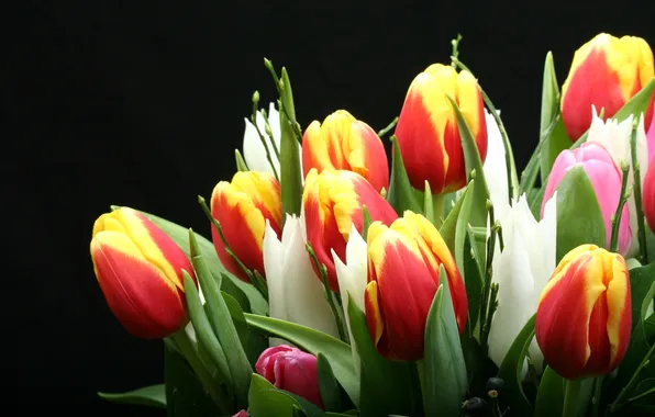 Picture bouquet, tulips, buds