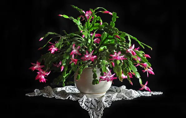 Flowers, beauty, plants, cacti, flowering, Decembrist, schlumbergera, the zigokaktus