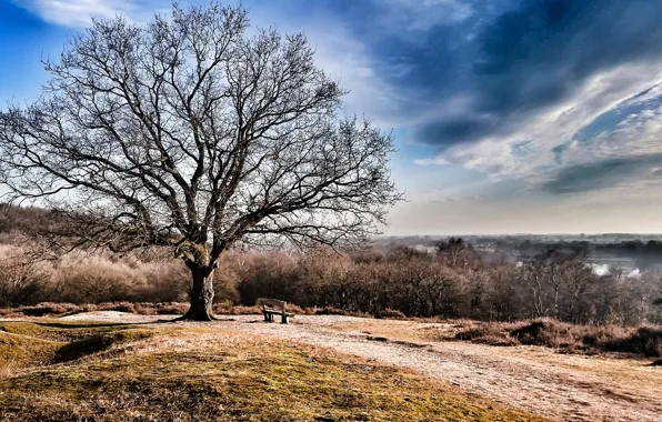 Picture trees, nature, bench