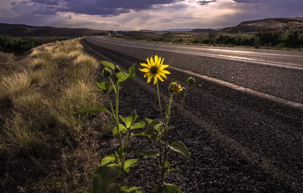 Road, flower, landscape