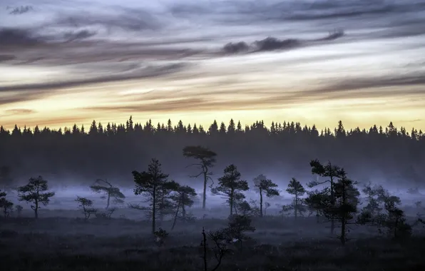 Sunrise, swamp, Early morning, Torronsuo National Park