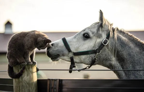Picture cat, horse, friends