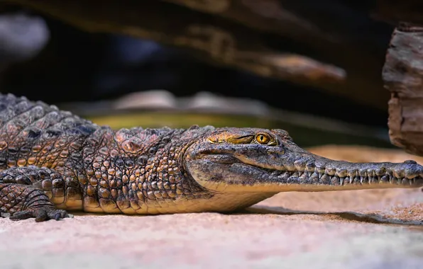 Look, the dark background, portrait, teeth, crocodile, snag, alligator, reptile
