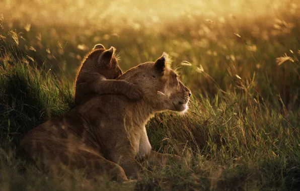 Grass, glade, Lioness, family, lion