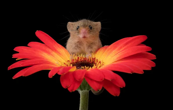 Flower, look, macro, red, petals, mouse, mouse, muzzle