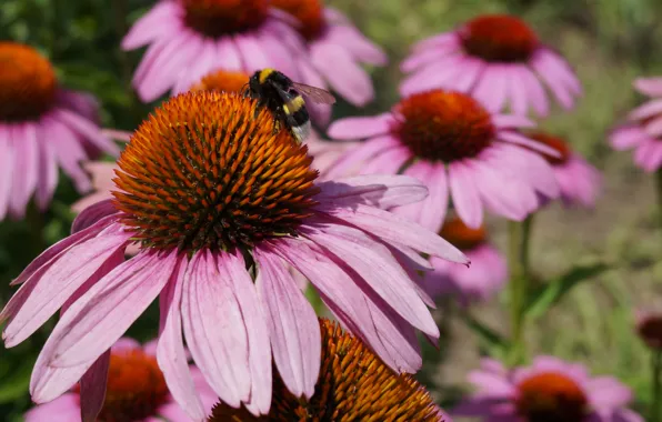 Flower, summer, Park, plant, insect, bumblebee, Botanical garden, Echinacea