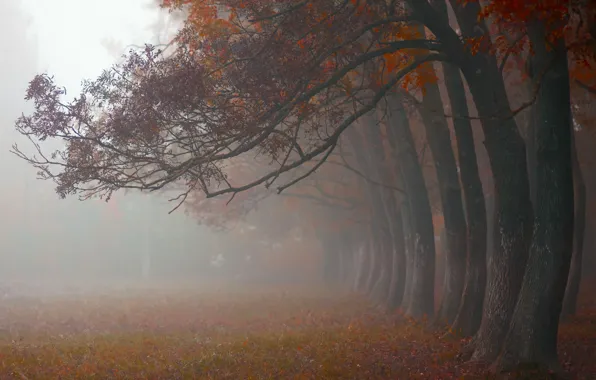 Autumn, trees, nature, fog, morning, October