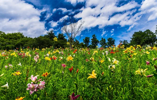 Greens, field, summer, the sky, clouds, trees, flowers, blue