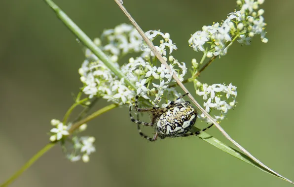 Field, grass, macro, spider, the crosspiece
