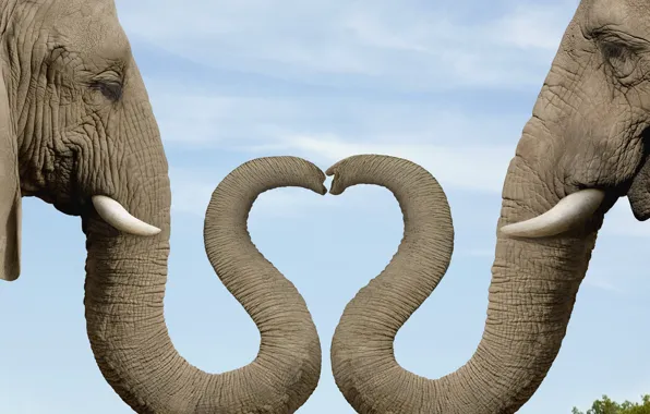 Picture heart, elephant, trunk, the elephant