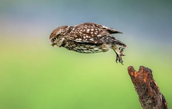 Flight, pose, movement, jump, owl, bird, green background, bitches