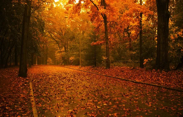 Forest, trees, sunlight