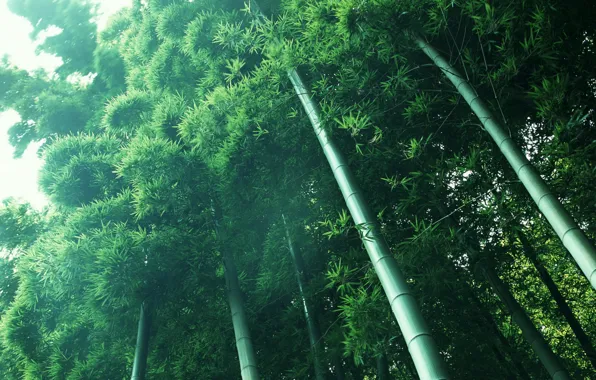 Light, green, plants, bamboo