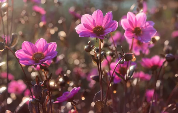 Light, flowers, garden, pink, flowerbed, bokeh, dahlias