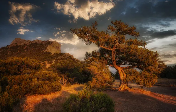Clouds, trees, beauty, shadows, shrub, Gone into the sunset, Asedach Alexander