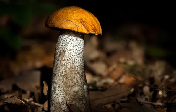 Autumn, nature, mushrooms