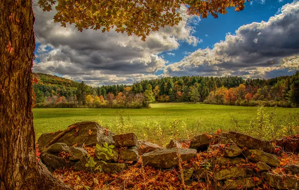 Picture autumn, forest, stones, tree, meadow, Virginia, Virginia, Norfolk
