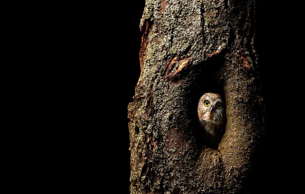 Tree, owl, bird