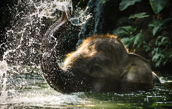Water, nature, elephant