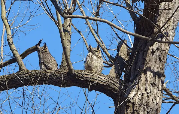 Picture the sky, branches, tree, owl, owl