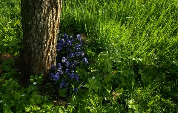 Picture greens, grass, flowers, tree, spring, Pansy