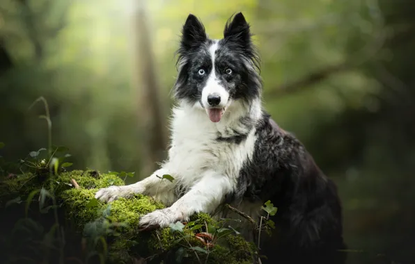 Picture look, moss, portrait, dog, bokeh, The border collie