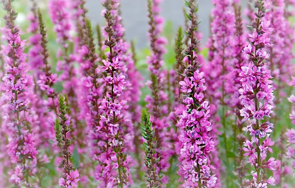 Picture macro, loosestrife loosestrife, loosestrife, Plakun-grass