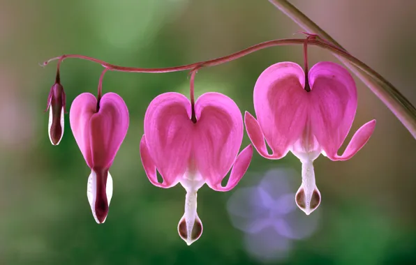 Picture macro, nature, branch, exotic, the bleeding heart