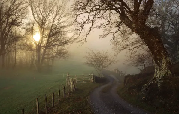 Picture road, trees, fog