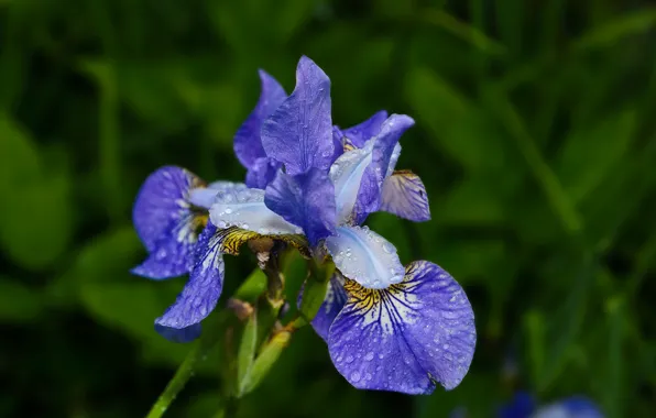 Picture Flowers, summer, rain, blue, flowers, dark blue, summer rain