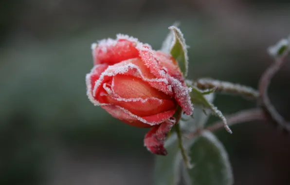 Picture cold, frost, flower, macro, flowers, background, Wallpaper, rose