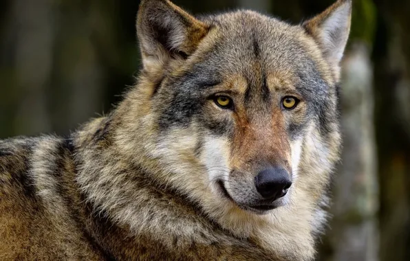 Picture nature, predator, animal, wolf, wildlife, portrait, portrait., Canis lupus. face