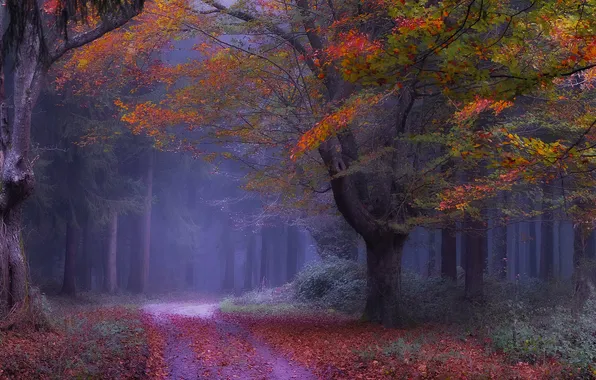 Road, autumn, forest, trees, branches, fog, Park, trunks