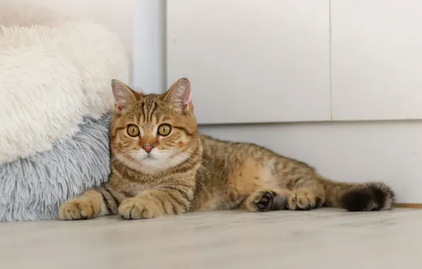 Picture Ottomans, lying on the floor, tabby cat