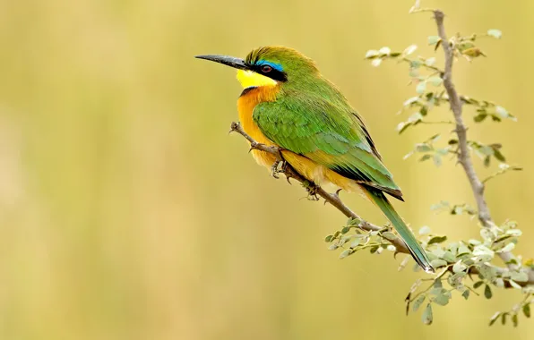 Picture leaves, branches, background, bird, schurka