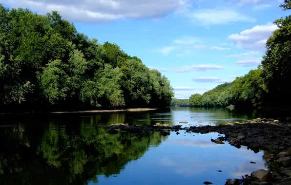 Picture forest, the sky, river