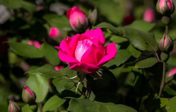 Picture rose, Rose, dark pink, dark pink