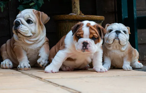 Dogs, tile, dog, baby, puppies, yard, puppy, bulldog