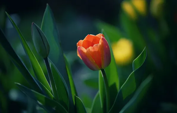 Picture leaves, light, flowers, red, spring, tulips, buds, flowerbed