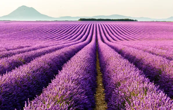 Picture flowers, mountains, France, lavender, plantation, Provence, Valensole