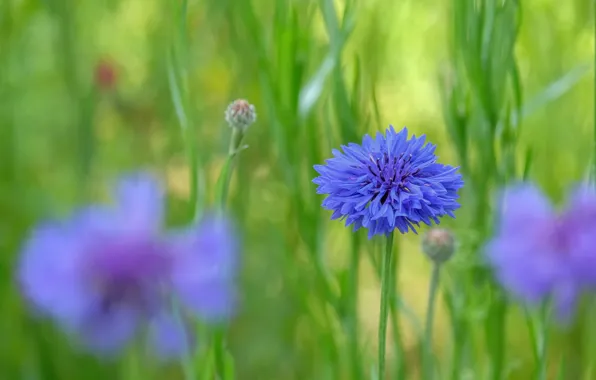 Greens, summer, flowers, glade, blur, meadow, blue, blue