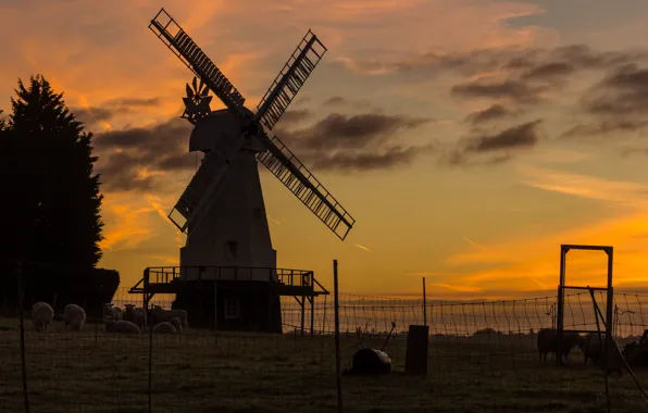 Field, the fence, sheep, the evening, twilight, windmill