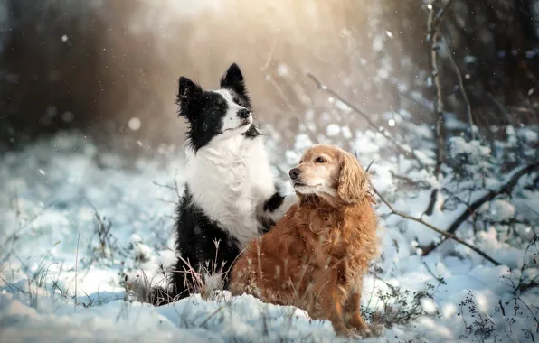 Winter, animals, dogs, snow, nature, pair, Spaniel, the border collie