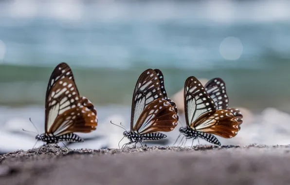 Picture macro, glare, Butterfly, three, trio