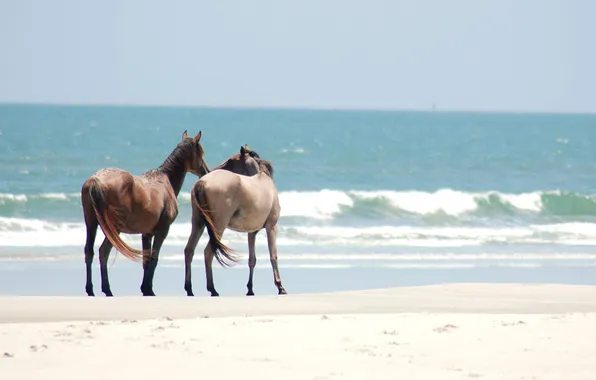 Picture sand, shore, horse