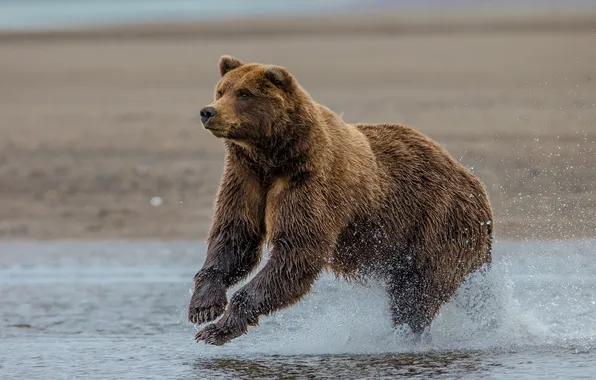 Picture bear, Alaska, Alaska, grizzly, Lake Clark National Park, lake Clark