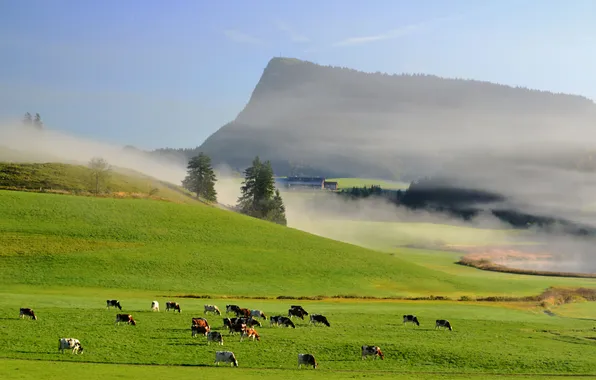 The sky, grass, mountains, fog, cows, meadow