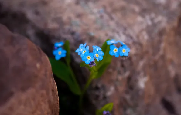Flowers, stones, blue, gentle, forget-me-nots