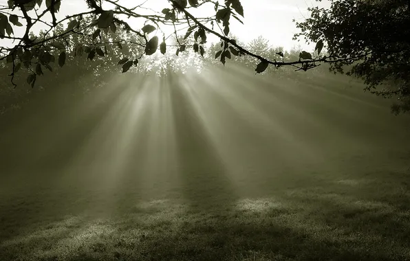 Rays, light, nature, glade, morning