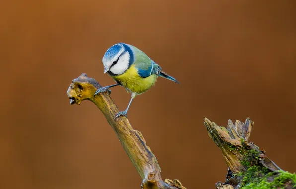 Branches, bird, color, feathers, beak